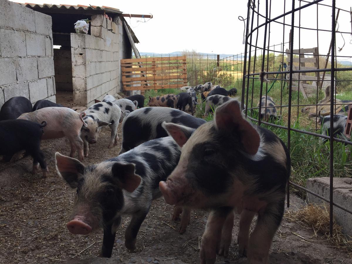 Agriturismo Su Meurreddu Tratalias Εξωτερικό φωτογραφία